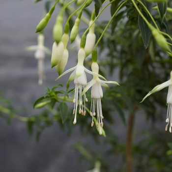 Fuchsia magellanica