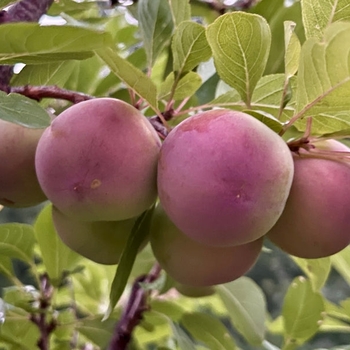 Prunus 'Lydecker' PP16621