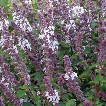 Ocimum kilimandscharicum x basilicum