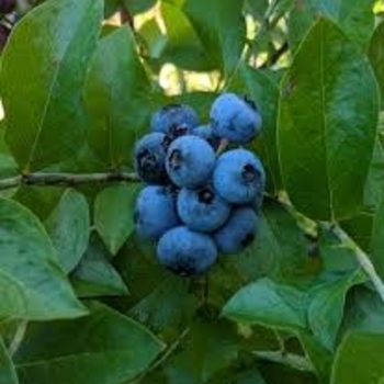 Vaccinium ashei 'Premier' 