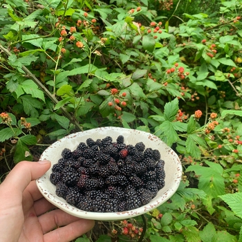 Rubus 'Natchez'