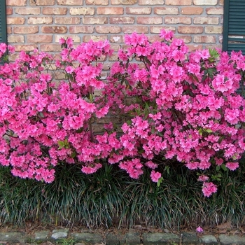 Rhododendron Southern Indica hybrid 'Judge Solomon' 