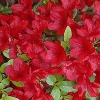 Rhododendron Harris hybrid 'Midnight Flare'