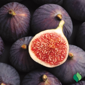 Ficus carica 'Celeste'