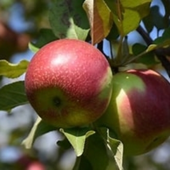 Malus domestica 'KinderKrisp' PP25453