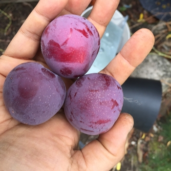 Prunus salicina 'Methley'