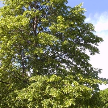 Tilia cordata 'Greenspire'