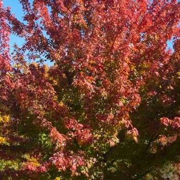 Acer x freemanii 'Firefall'