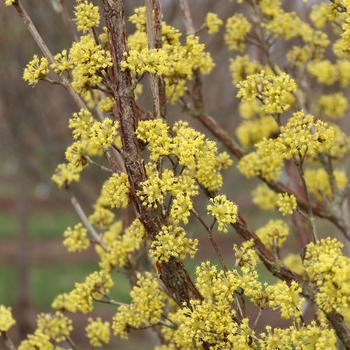 Cornus mas 'JFS PN4Legacy' PP23,103