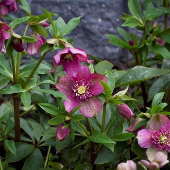 Helleborus 'Tutu' 