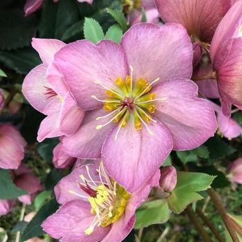 Helleborus x glandorfensis 'COSEH 4200' PP28297