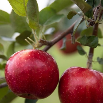 Malus domestica 'MN-33' PP35,830