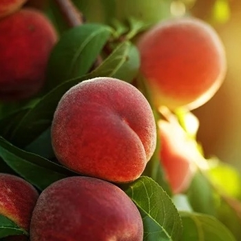 Prunus persica 'Contender'