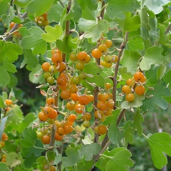 Ribes aureum