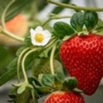 Fragaria x ananassa 'San Andreas' 