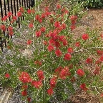 Callistemon 'Woodlander's Hardy' 