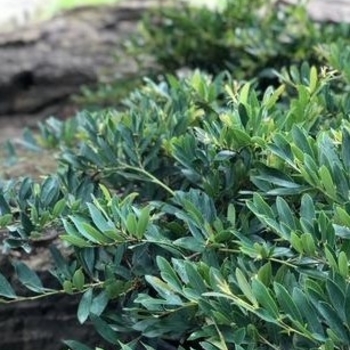 Distylium myricoides 'RLH-DM1ER' PP30514