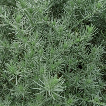 Lotus 'Multiple Varieties' 