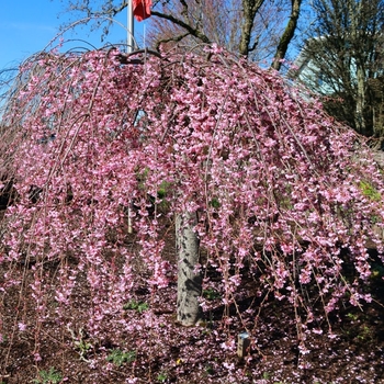 Prunus 'NCPH1' 26,656