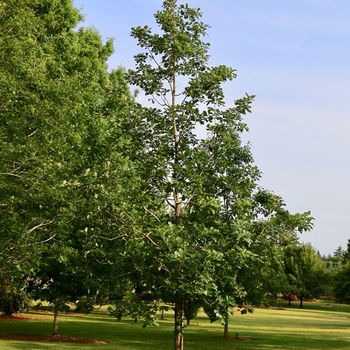 Quercus macrocarpa 'JFS-KW3' PP22815