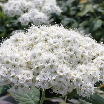 Spiraea media 'SMSMBK' PP26665, CBR 5942