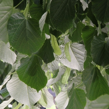 Tilia tomentosa 'Sterling' 