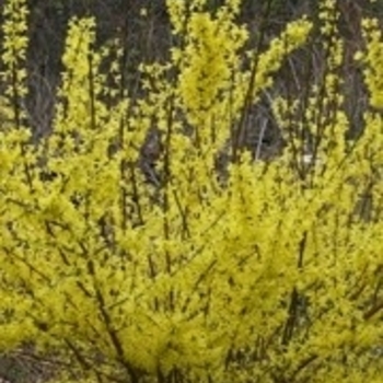 Forsythia x intermedia 'Spectabilis' Kolgold