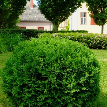 Thuja occidentalis 'Little Giant'