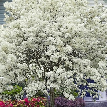 Chionanthus retusus 'China Snow' 