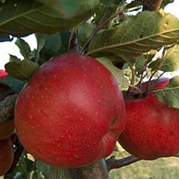 Malus domestica 'Melrose'