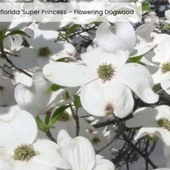 Cornus florida 'Super Princess'