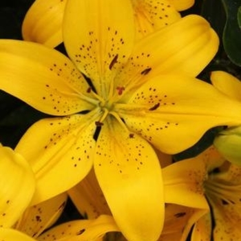 Lilium asiaticum 'Matrix Yellow&reg;' PP18,300