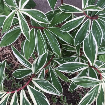 Costus arabicus 'Variegata' 