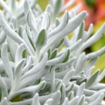 Didelta 'Silver Strand' PPAF