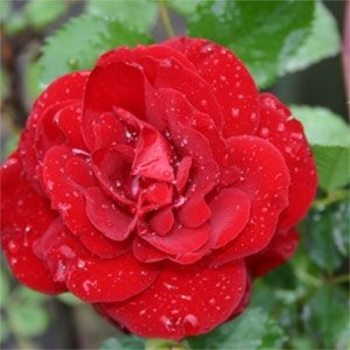 Rosa 'Hope for Humanity' 