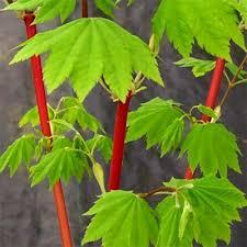 Acer circinatum 'Pacific Fire' 
