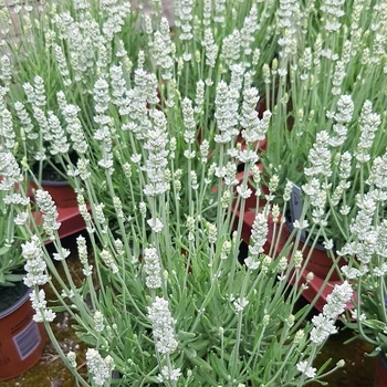 Lavandula angustifolia 'Big Time White' 