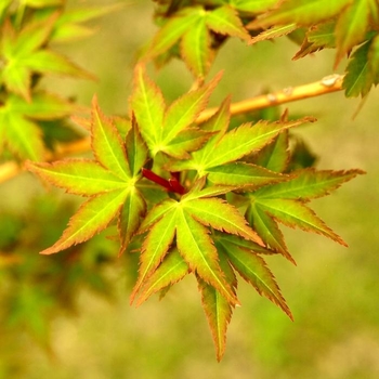 Acer palmatum 'Bihou' 