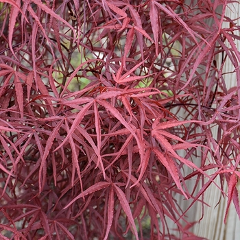 Acer palmatum f. linearilobum 'Hubb's Red Willow' 
