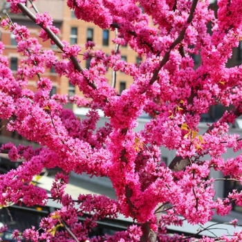 Cercis canadensis 'Appalachian Red'