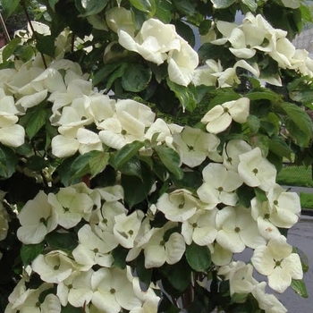 Cornus x elwinortonii 'KN4-43' PP16293