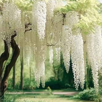Wisteria sinensis 'Alba' 