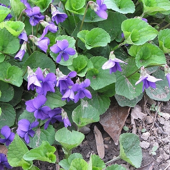 Viola odorata