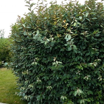 Elaeagnus x ebbingei