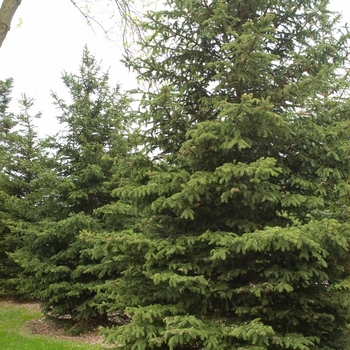 Picea glauca 'Densata' 