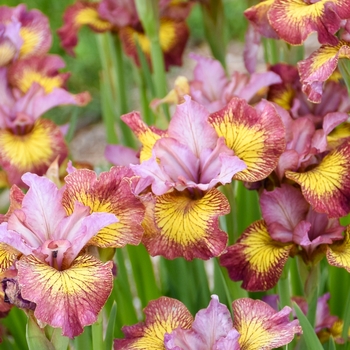 Iris sibirica 'Blueberry Brandy'