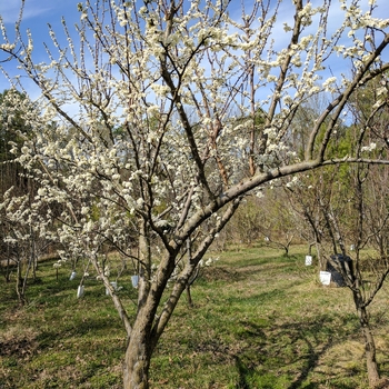 Prunus salicina 'Bruce'