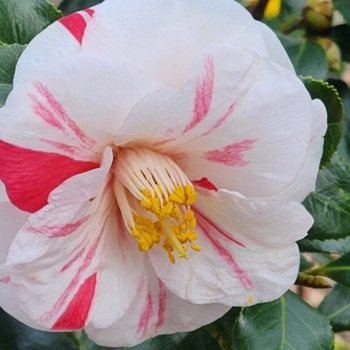 Camellia japonica 'Finlandia' 