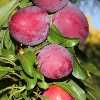 Prunus salicina 'Au Rosa'