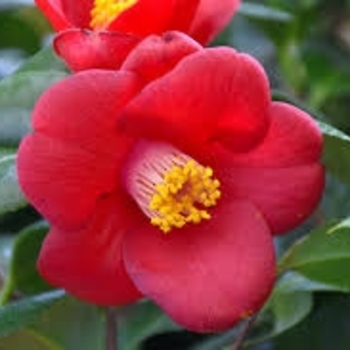 Camellia japonica 'Korean Fire'